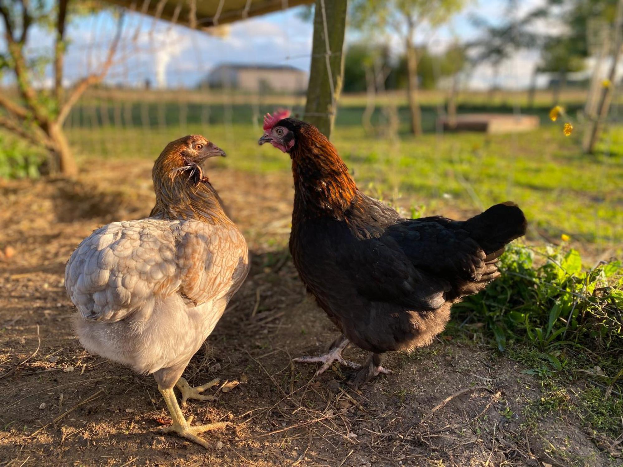 Mobilhome Sous Chalet En Bois A La Ferme Josnes 외부 사진